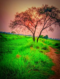 the sun is setting behind a lone tree on a grassy field with trees in the distance