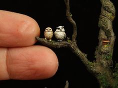 two miniature owls sitting on a tree branch in front of a person's finger