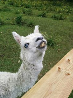 a white llama sticking its head over a wooden rail in the grass and looking up