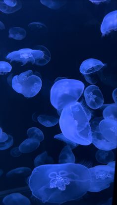 blue jellyfish swimming in an aquarium tank