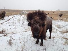 a herd of bison standing on top of a snow covered field