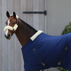 a brown horse wearing a blue blanket