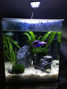 an aquarium with rocks and plants in it