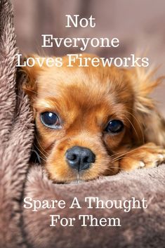 a small brown dog laying on top of a blanket with the words not everyone loves fireworks spare a thought for them