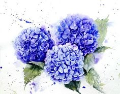 three blue hydrangeas with green leaves and watercolor splashes on white paper