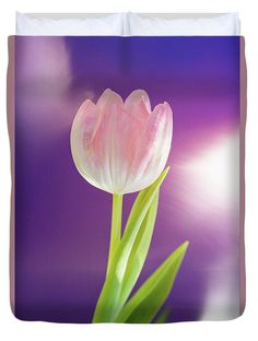 a single pink tulip in front of a purple background duvet cover by panoramic images