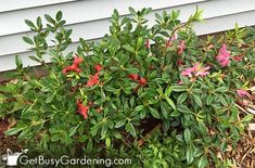 some pink and red flowers in front of a white house with green leaves on it