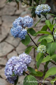 blue flowers with green leaves in the foreground and cobblestone pavement behind them