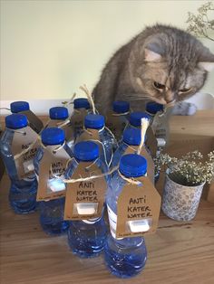 a cat is sniffing some water bottles on the table with tags in front of them