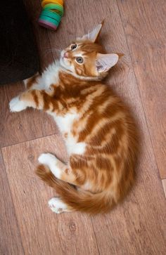 an orange and white cat laying on top of a wooden floor next to a toy