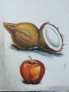 a pencil drawing of an apple and coconut