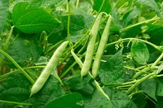 peas growing on the plant with green leaves