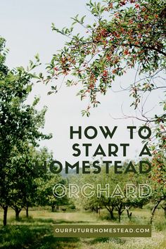 an apple orchard with the words how to start a homestead orchard