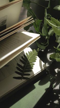 a book and some plants on a table with sunlight coming through the leaves onto it