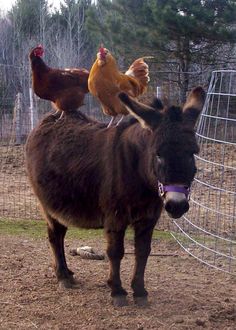 a brown donkey standing next to a chicken on top of it's back