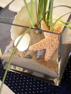 a starfish and seashells in a glass vase