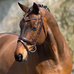 a brown horse with a bridle on it's head