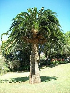 a palm tree in the middle of a grassy area