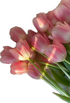 a bouquet of pink tulips on a white background with the sun shining through them