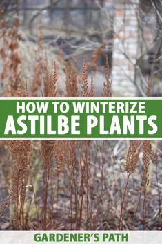 how to winterize astilbe plants with garden's path sign in the background