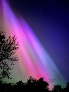 an aurora bore is seen in the night sky above trees and bushes, with bright colored lights