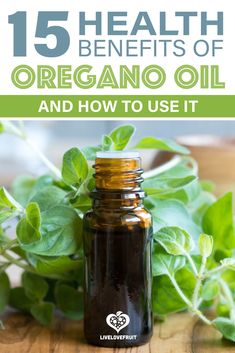 oregano oil bottle with fresh oregano with text - 15 health benefits of oregano oil and how to use it Benefits Of Oregano, Oregano Oil Benefits, Oregano Essential Oil, Diy Essential Oil Recipes, Oregano Oil, Natural Antibiotics, Essential Oil Benefits, Oil Benefits