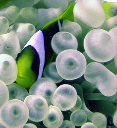 an orange and white clown fish swimming in the water