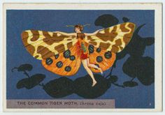 an image of a woman with a butterfly on her back and the words, the common tiger moth