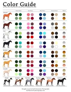 the color guide for horses is shown in this image, with different colors and sizes