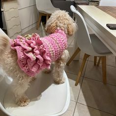 a small dog wearing a pink sweater on top of a white chair in a kitchen