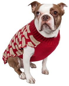 a brown and white dog wearing a red sweater