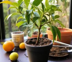 a potted plant sitting on top of a table next to lemons and other plants