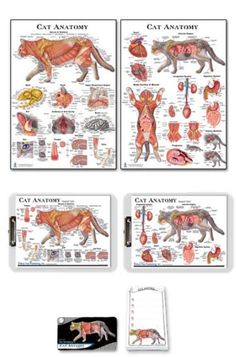 four posters with animals and their corresponding body parts, including the cat's anatomy