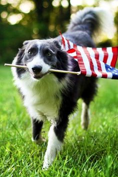 a black and white dog carrying an american flag on it's back with a stick in its mouth