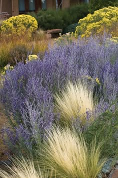 some very pretty plants in the grass