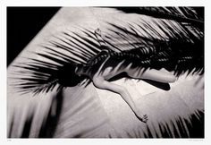 a black and white photo of a woman laying on the ground next to a palm tree