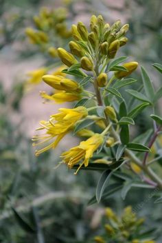 the yellow flowers are blooming in the field