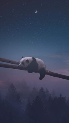 a panda bear is hanging upside down on a branch with the moon in the background