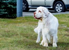 a large white dog standing on top of a grass covered field next to a car