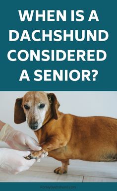 a dachshund is considered as a senior dog with the words, when is a dachshund considered as a senior?