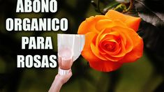 an orange rose is being held up by someone's hand with the words abono organico para rossa on it