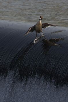 a seagull flying over the top of a wave in the ocean with caption that reads, surf fear