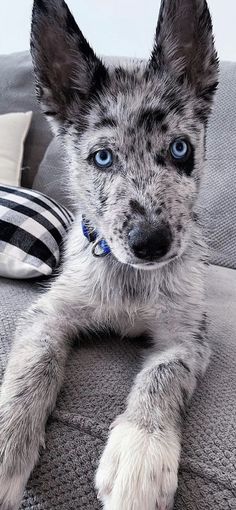 a dog with blue eyes laying on a couch