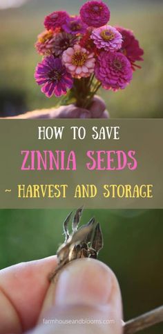 a person holding a flower with the words how to save zinna seeds harvest and storage