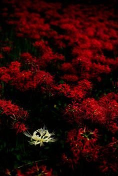 red and white flowers are in the dark