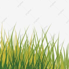 green grass on white background with space for text