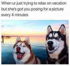 two husky dogs sitting next to each other near the ocean with text that reads, when ur just trying to relax on vacation but she's got you posting for a picture every 4 minutes