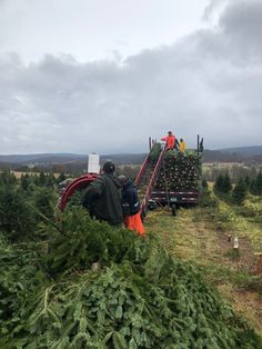 people loading christmas trees onto a truck in the middle of an open field on a cloudy day