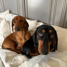 two dachshunds laying on a bed looking at the camera