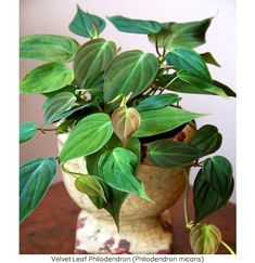 a potted plant sitting on top of a wooden table